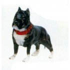 Pitbull Terrier Kampfhund schwarz weiß