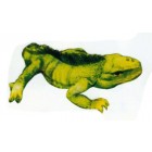 grünes großes Chameleon