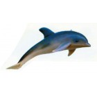 Delfin schwimmend