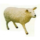 großes weißes Schaf