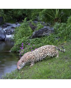 Jaguar lebensgroß
