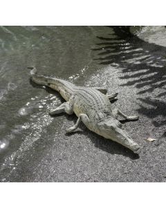 Krokodil am pausieren lebensgroß