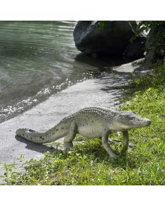 Krokodil laufend lebensgroß