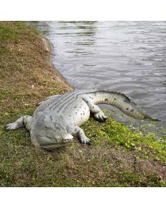 Krokodil 340cm lebensgroß