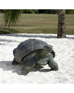 Galapagos Schildkröte lebensgroß