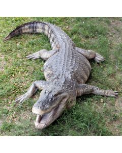 Amerikanischer Aligator lebensgroß