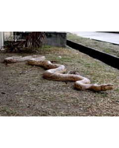 Python lebensgroß