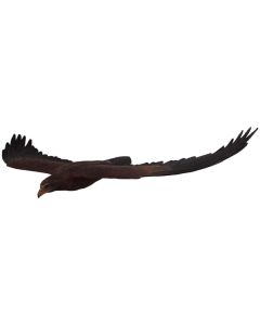 Keilschwanzadler fliegend lebensgroß