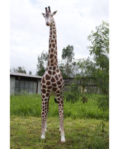 Giraffe lebensgroß lebensgroß