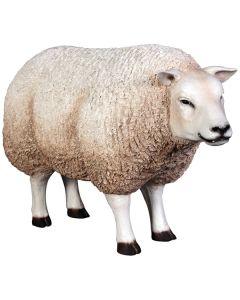 Wollschaf Kopf oben lebensgroß