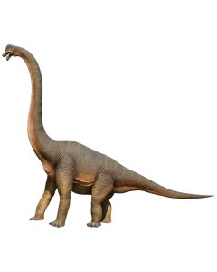 Brachiosaurus lebensgroß