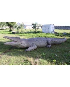 riesen Krokodil lebensgroß