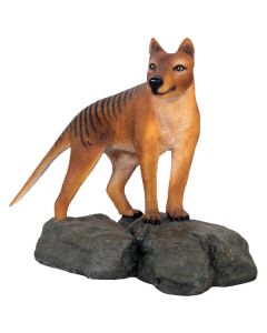 Tasmanischer Tiger stehend auf Fels lebensgroß