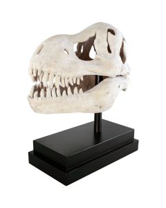 T-Rex Schädel auf Base lebensgroß
