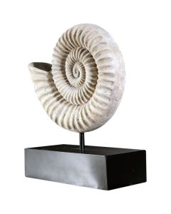 Nautilus Muschel auf Base lebensgroß
