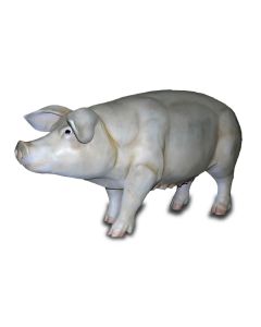 Schwein lebensgroß lebensgroß