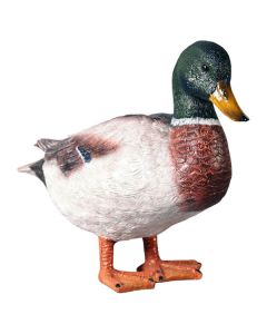 Ente männlich lebensgroß