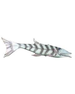 Baracuda 1 lebensgroß