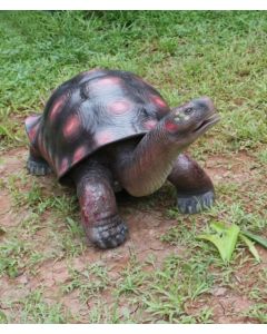 Rote Schildkröte lebensgroß