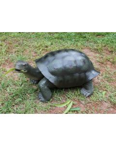 Grüne Schildkröte lebensgroß