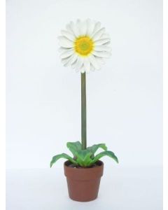 Gänseblümchen klein vergrößert