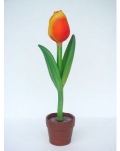 Tulpe mit rot-gelber Blüte klein vergrößert
