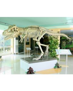 Dinosaurier Tyrannosaurus Skelett weiß lebensgroß