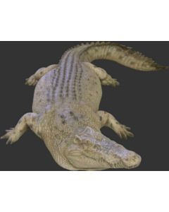 Großes Krokodil lebensgroß