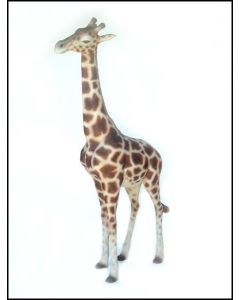 Giraffe klein lebensgroß