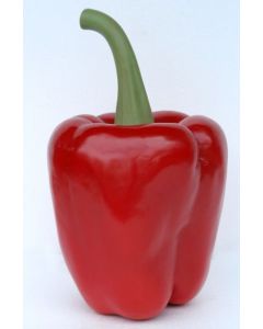 Paprika Rot übergroß XXL