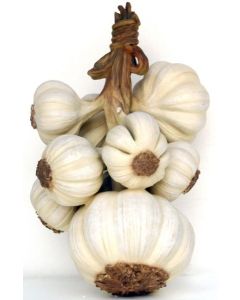 Knoblauch übergroß XXL