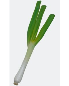 Lauch übergroß XXL