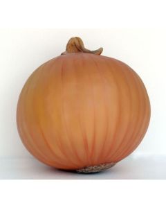 Zwiebel übergroß XXL