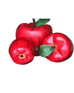 Apfel GFK vergrößert