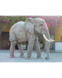 Elefant lebensgroß Rüssel unten lebensgroß