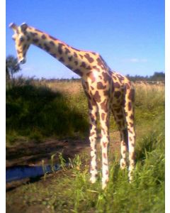 Giraffe mittel lebensgroß