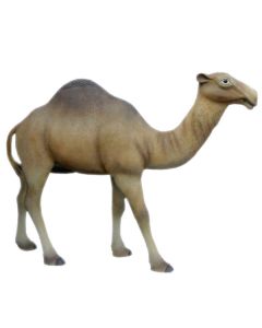 Camel  lebensgroß
