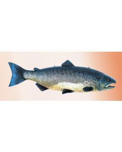 Lachs lebensgroß