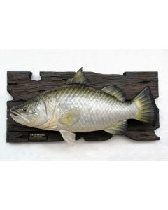 Barramundi Fisch lebensgroß