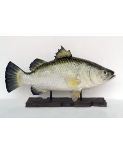 großer Barramundi Fisch auf Base lebensgroß