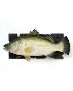 Großer Barramundi Fisch für Wand lebensgroß