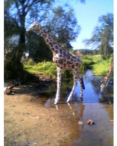 Giraffe groß lebensgroß