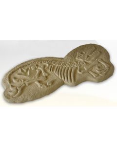 Dinosaurier Fossil lebensgroß