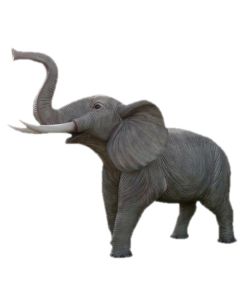 Elefant Rüssel oben lebensgroß
