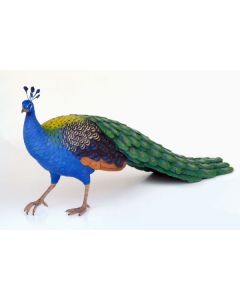Pfau Männchen lebensgroß