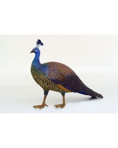 Pfau Weibchen lebensgroß