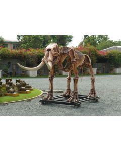 Mastodon Skelett lebensgroß