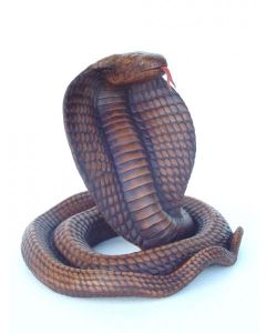 Braune Cobra lebensgroß