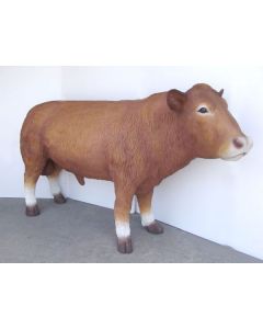 Süddevon Bulle Braun lebensgroß