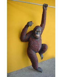 Orang-Utan hängend lebensgroß